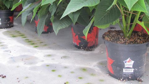 Mieux valoriser le label Fleurs de France fait partie des actions à mettre en avant pour appuyer la production, selon le rapport du Comité stratégique nommé par Val’hor au printemps dernier. ©P. Fayolle